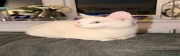 Mixed Breed cats for sale: 3 Beautiful Kittens Looking for Loving Homes  - Advert 5