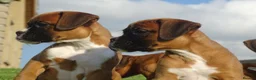 Boxer dogs for sale: Beautiful boxer puppies  - Advert 4
