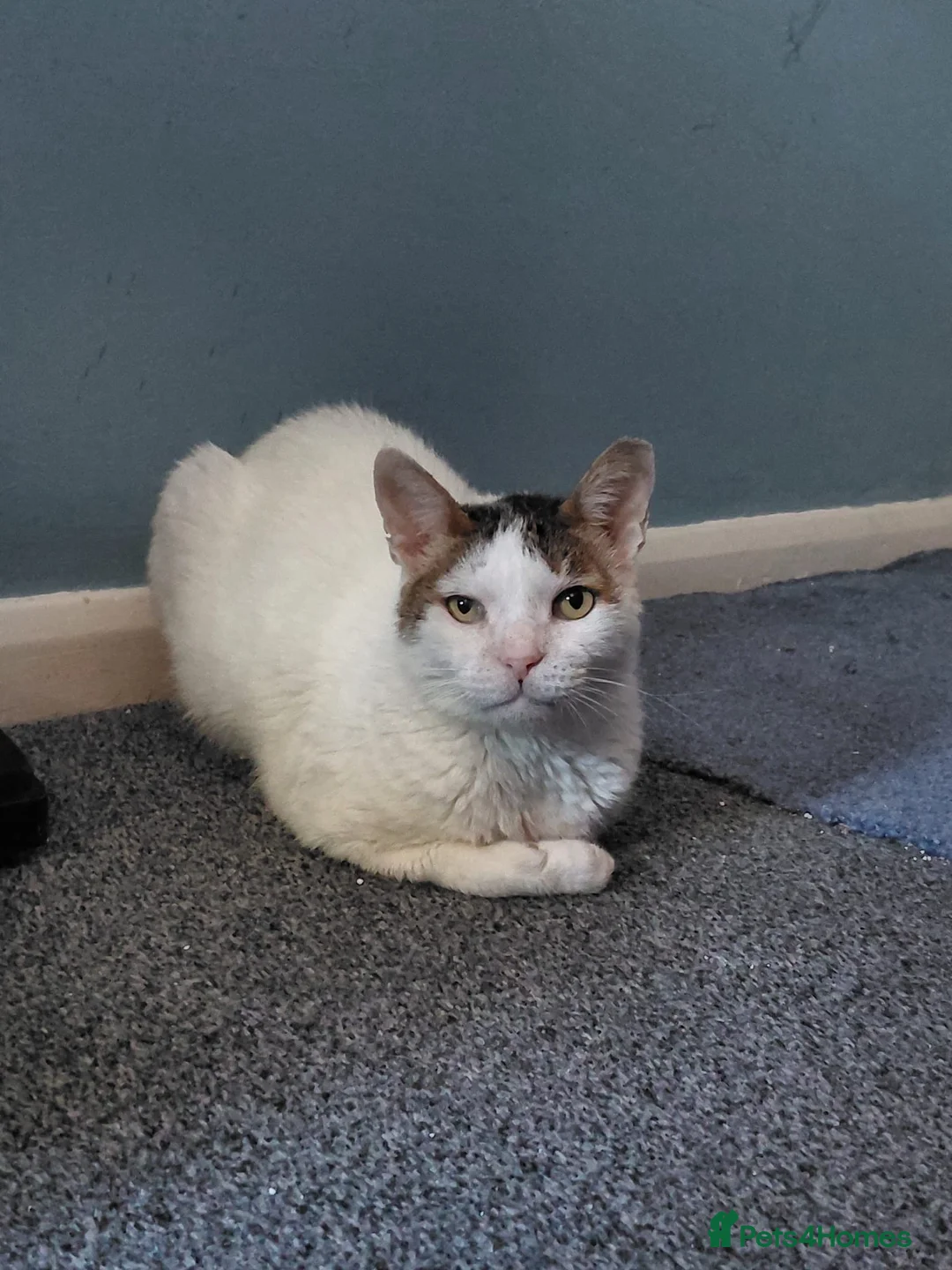 Mixed Breed cats for adoption: Affectionate Indoor rescue Big Snowy - Advert 1