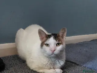 Mixed Breed cats Affectionate Indoor rescue Big Snowy - Advert 10