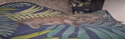 British Shorthair cats for sale: British shorthair - Advert 17
