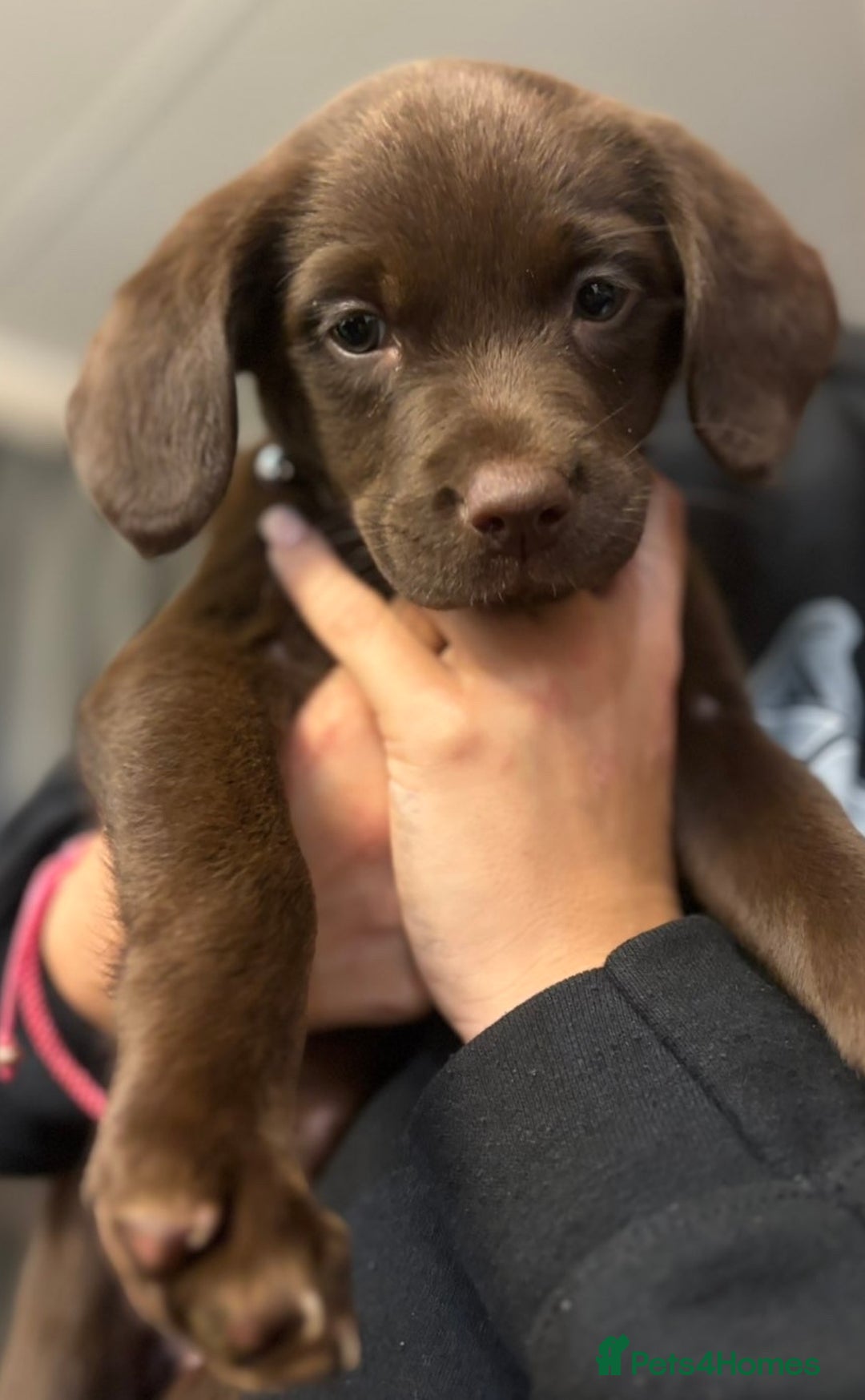 Mixed Breed dogs for sale: READY TO GO – Lab/Spaniel/Collie Mix Puppies - Image 1