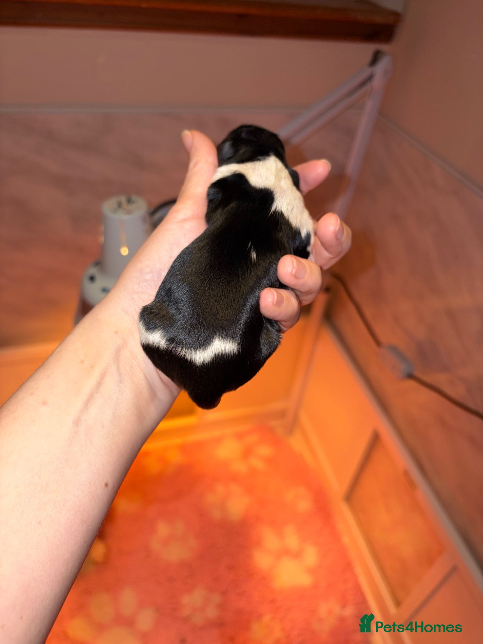 Mixed Breed dogs F1 Lhasaliers ✨ - Advert 2