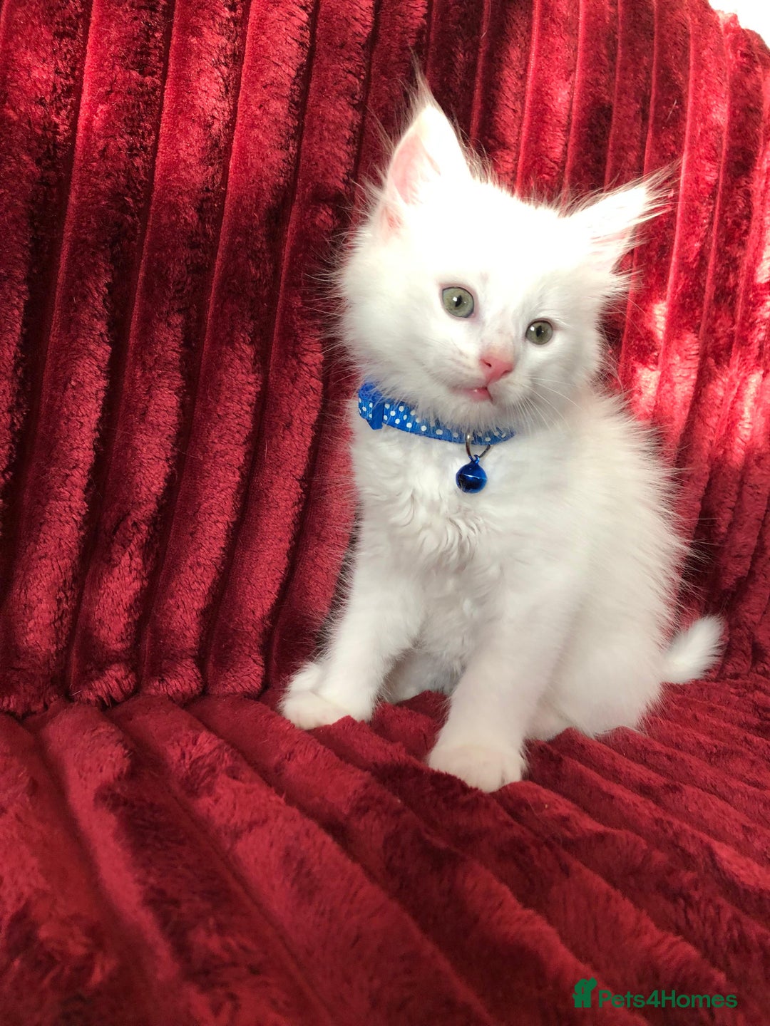 Mixed Breed cats for sale: Black / Brown And White Kittens - Advert 6