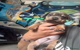 Mixed Breed dogs for sale: Unreal Frenchweiner puppy’s 🥹 - Image 15
