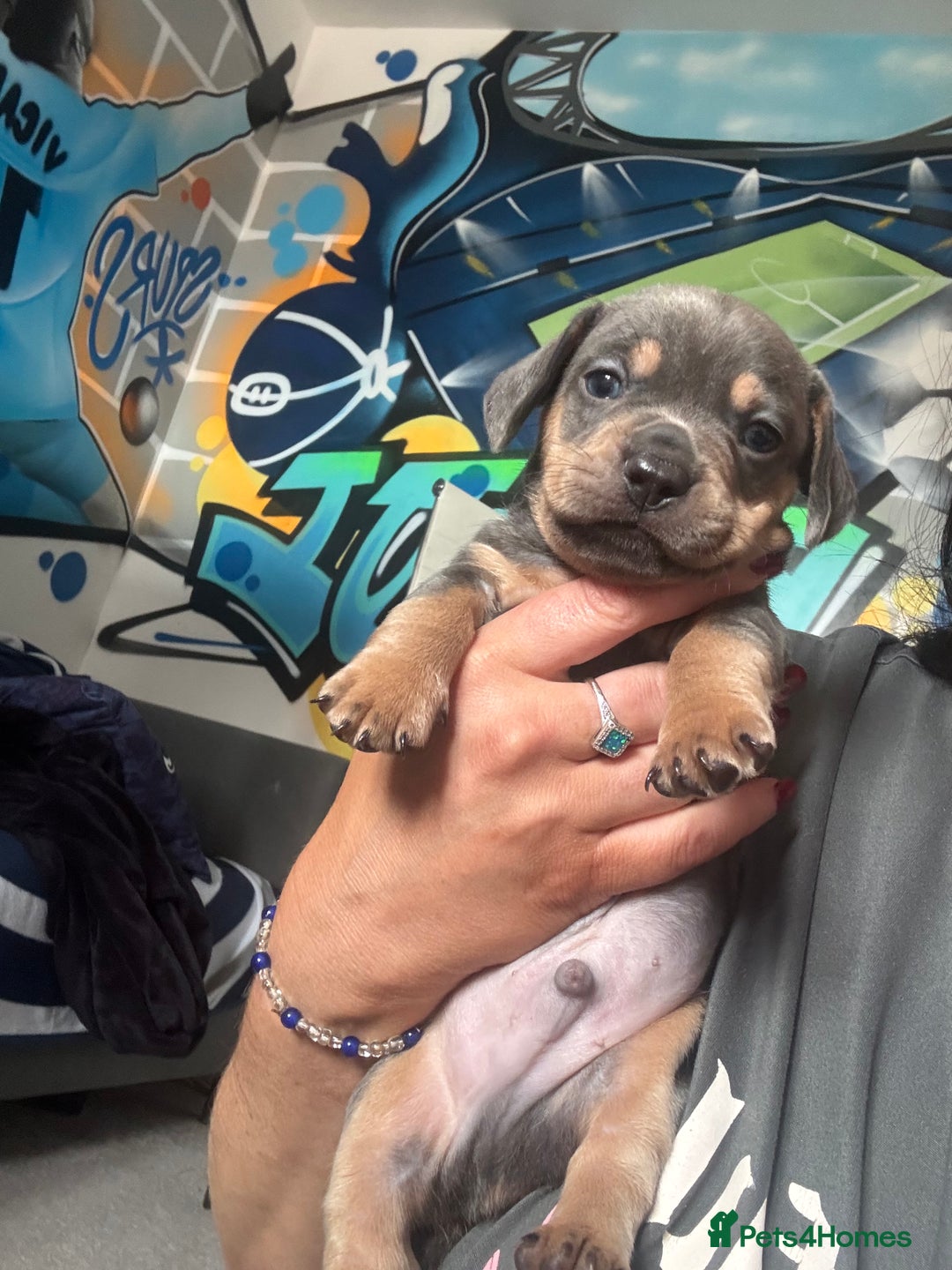 Mixed Breed dogs for sale: Unreal Frenchweiner puppy’s 🥹 - Image 15