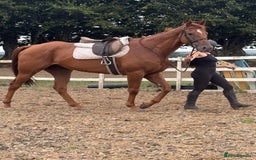 Irish Thoroughbred horses for sale: Outstanding 16.2 , 6 yr old tb gelding  - Image 12