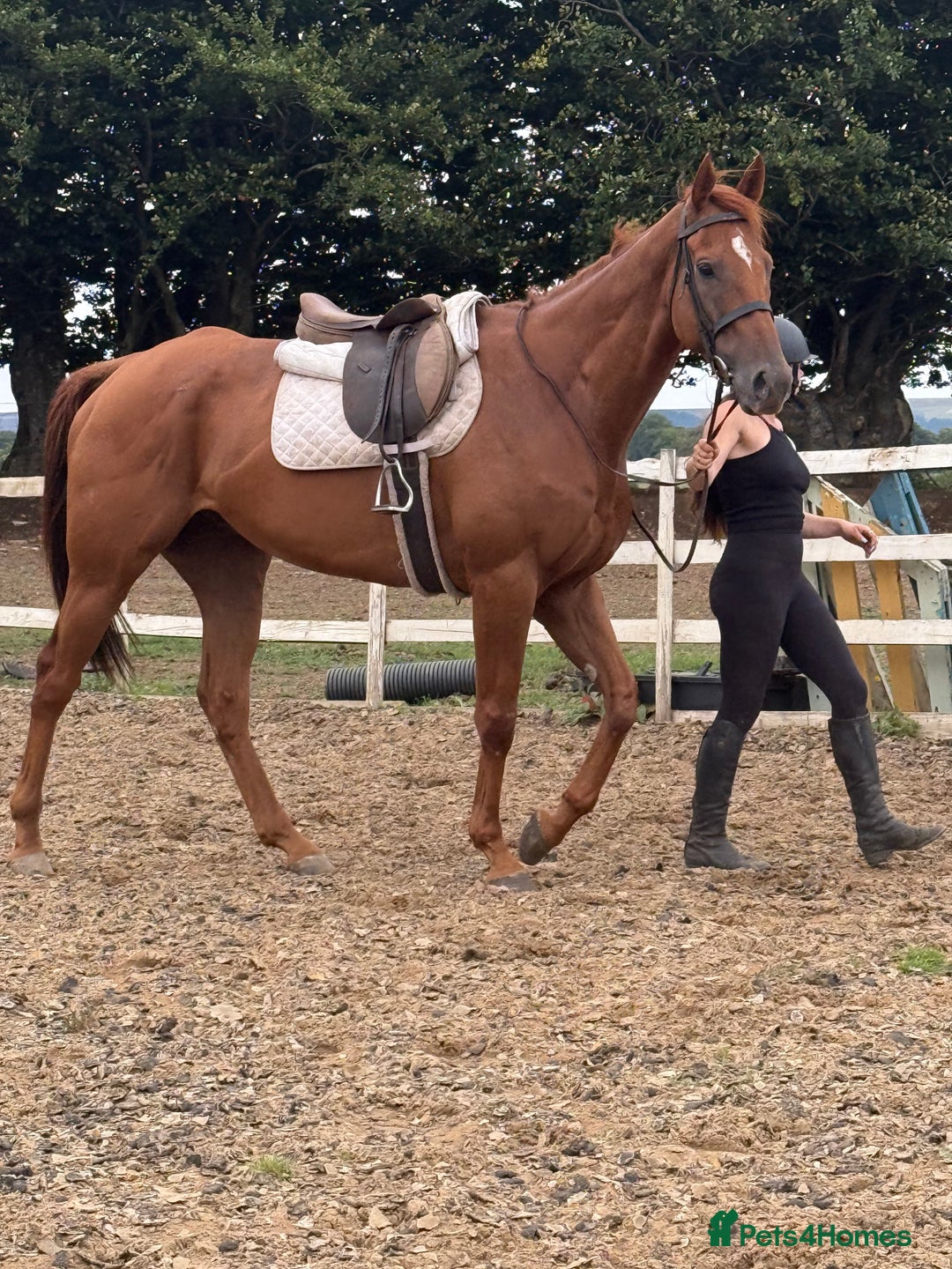 Irish Thoroughbred horses for sale: Outstanding 16.2 , 6 yr old tb gelding  - Image 12