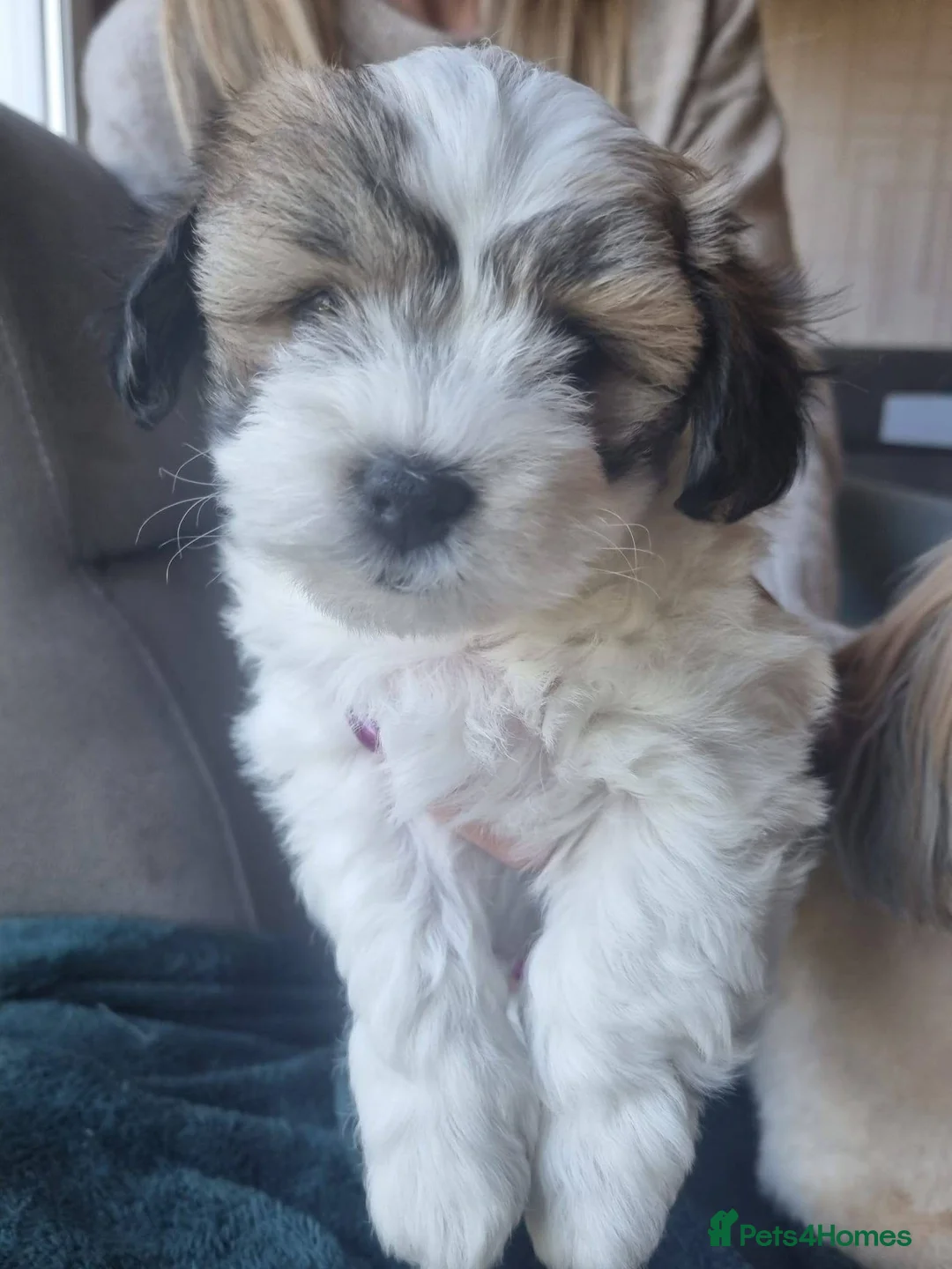 Mixed Breed dogs for sale: Lhaso Apso / Bicon Frise mix female puppies  in Dumfries - Advert 13