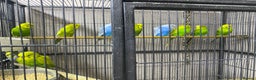 Budgerigars birds for sale: Young budgies for sale - Advert 3