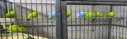 Budgerigars birds for sale: Young budgies for sale - Advert 6