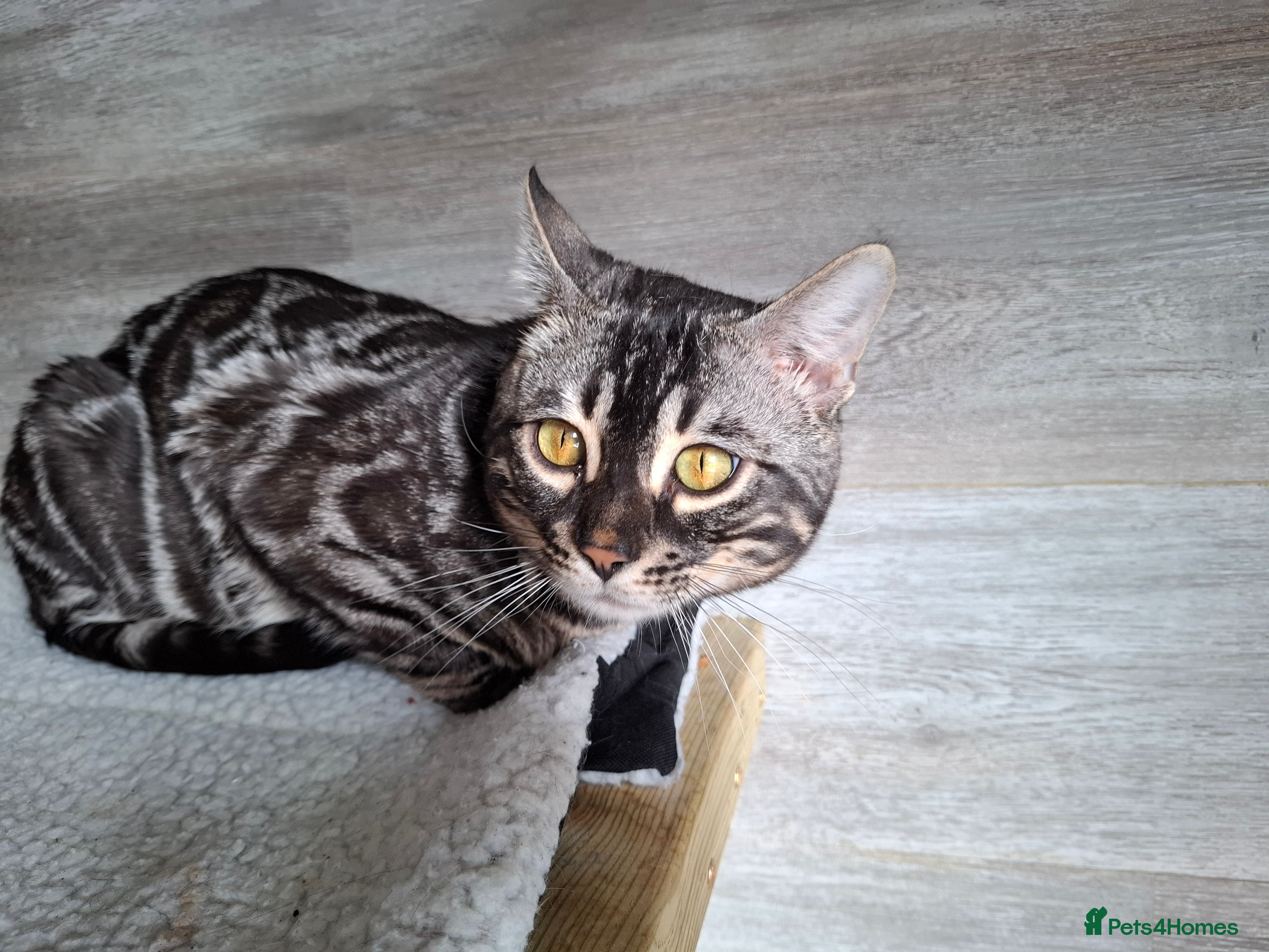 Bengal cats OUTSTANDING SILVER CHARCOAL BENGAL STUD - Advert 13