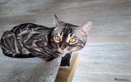 Bengal cats for stud: OUTSTANDING SILVER CHARCOAL BENGAL STUD - Image 11