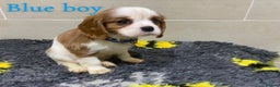 Cavalier King Charles Spaniel dogs for sale: Cavalier King Charles  - Advert 4