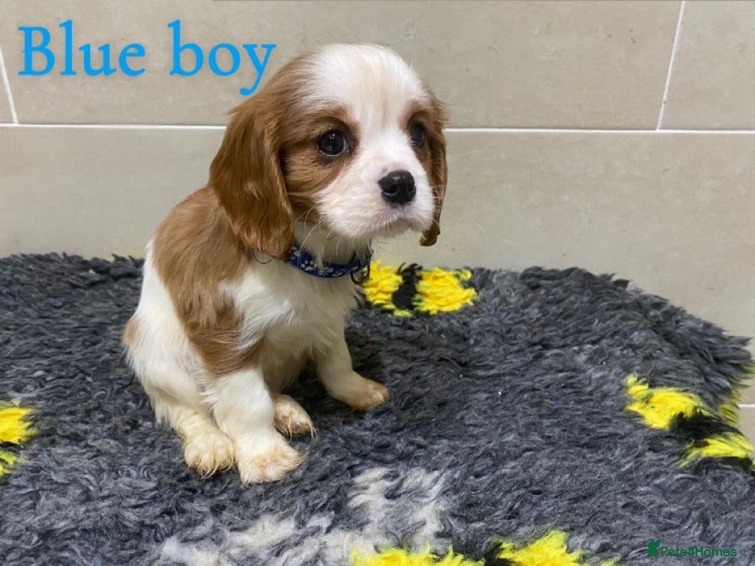 Cavalier King Charles Spaniel dogs for sale: Cavalier King Charles  - Advert 4