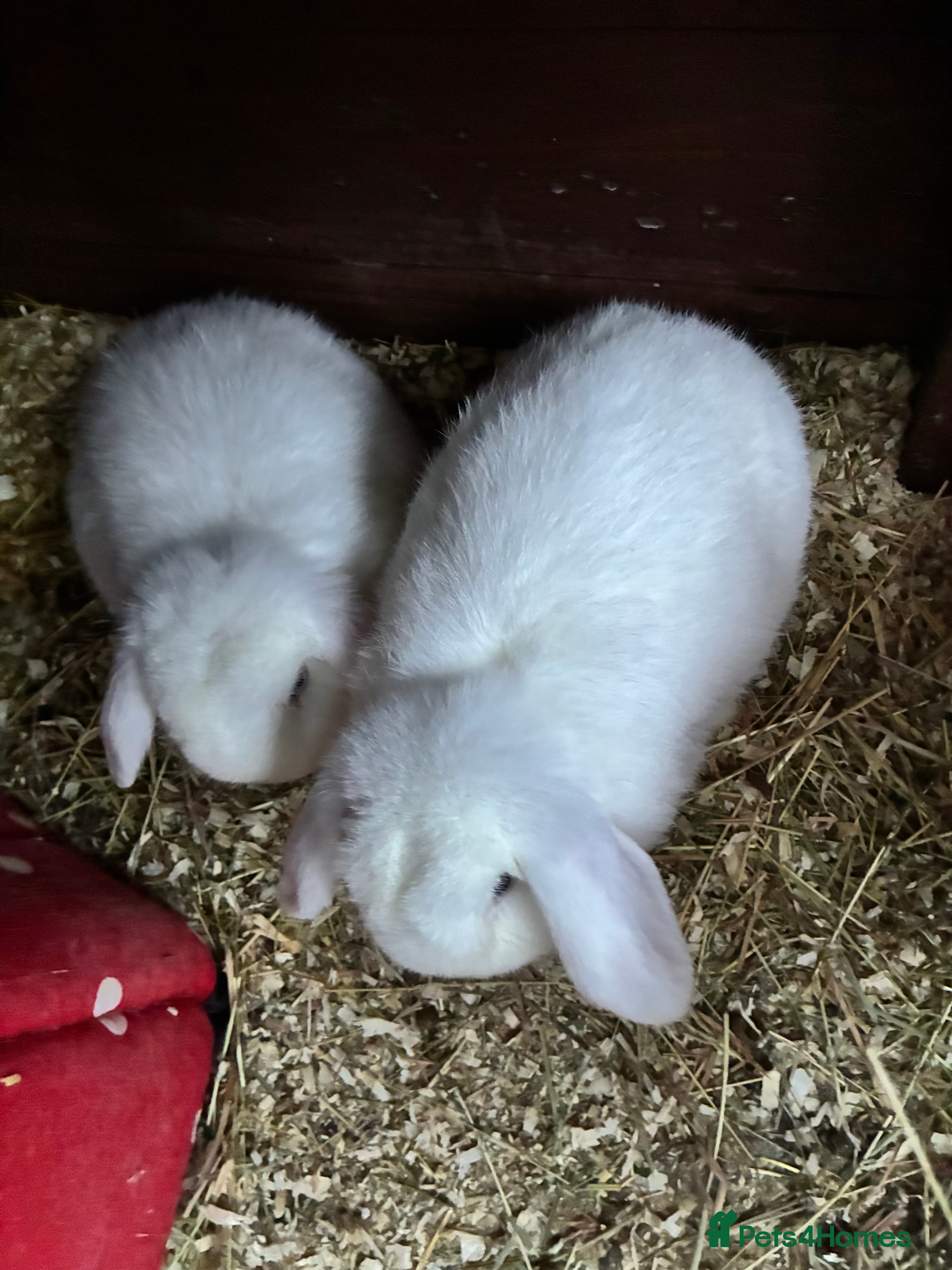 Mini Lop rabbits White Mini Lops £40 each! Or £70 for both! - Advert 10