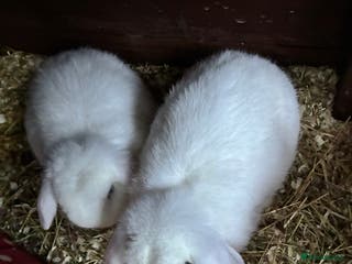 Mini Lop rabbits White Mini Lops £40 each! Or £70 for both! - Advert 10
