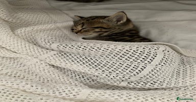 British Shorthair cats - Advert 14