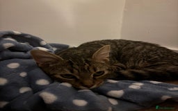 American Shorthair cats for sale: 6 month old tabby  - Image 4