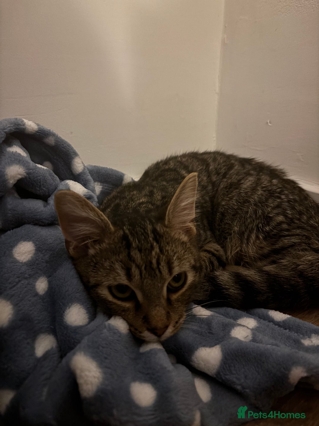 American Shorthair cats for sale: 6 month old tabby  - Image 4