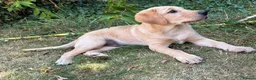 Labrador Retriever dogs for sale: Lovely nature pup - Advert 5