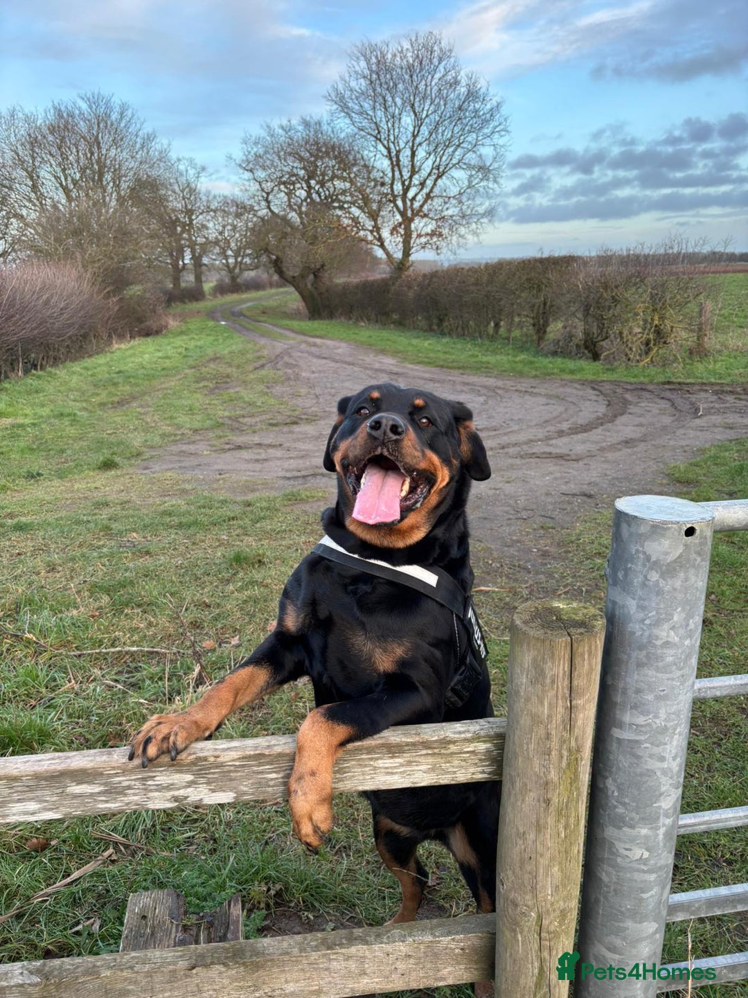 Rottweiler dogs for sale: Beautiful 4 year old Rottweiler  - Advert 1