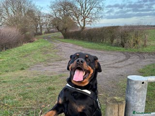 Rottweiler dogs Beautiful 4 year old Rottweiler - Advert 14