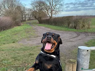 Rottweiler dogs Beautiful 4 year old Rottweiler - Advert 2