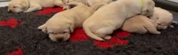 Labrador Retriever dogs for sale: Show Labrador Puppies Fully health tested parents - Advert 3