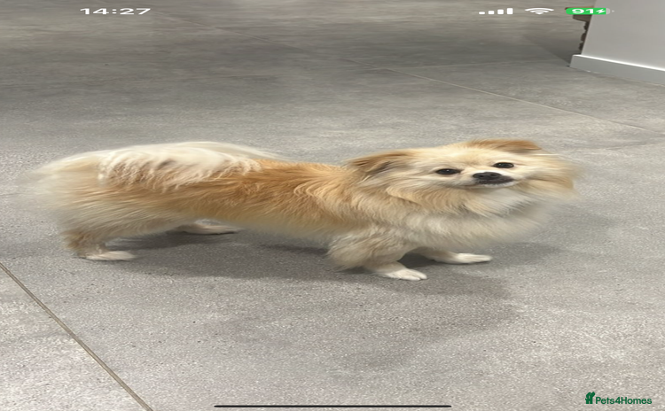Pomeranian dogs - Advert 3
