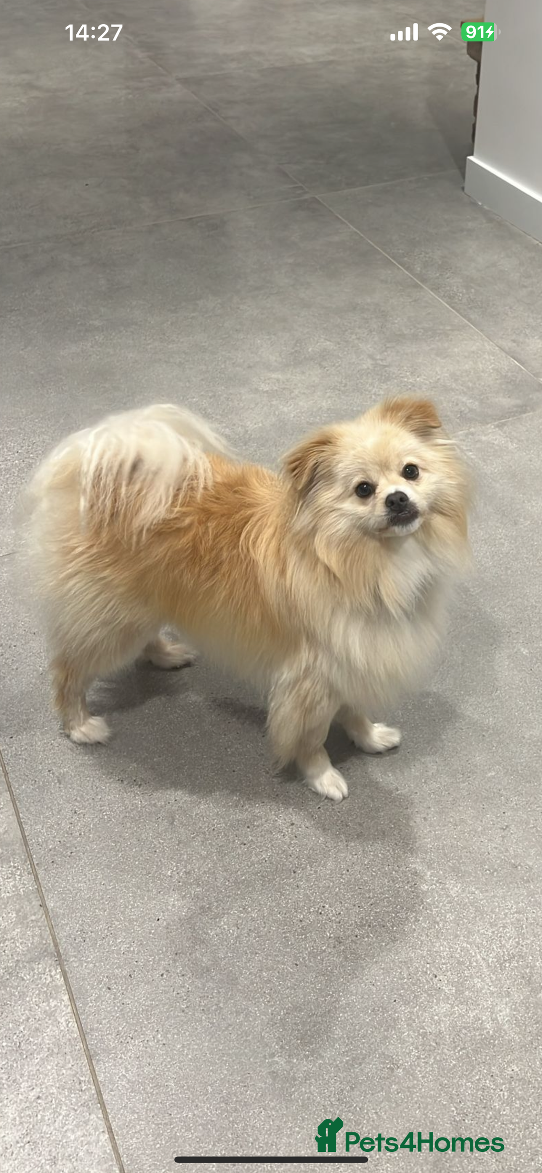 Pomeranian dogs for sale: 2-Year-Old Pomeranian – Needs Experienced Home - Image 1