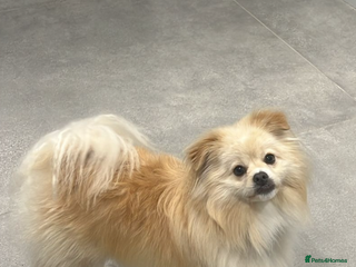 Pomeranian dogs - Advert 5