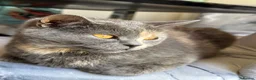 British Shorthair cats for sale: ♥️ Endearing lil British shorthair/Bombay kittens  - Advert 1