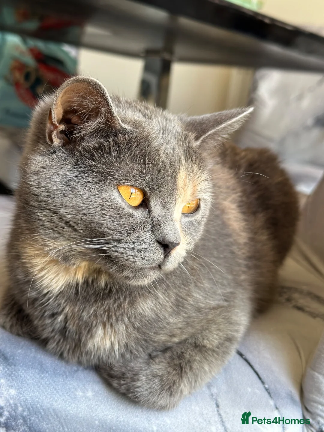 British Shorthair cats for sale: ♥️ Endearing lil British shorthair/Bombay kittens  - Advert 1