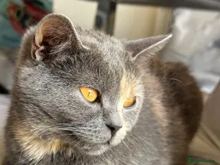 British Shorthair cats ♥️ Endearing lil British shorthair/Bombay kittens - Advert 2