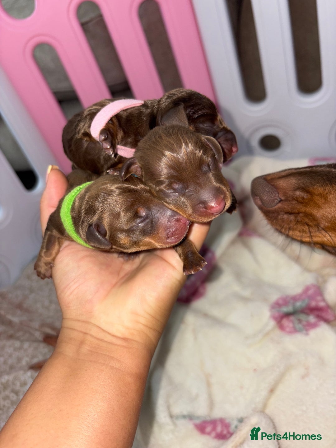 Miniature Dachshund dogs for sale: Miniature dachshund pups for sale 2 boys 1 girl  - Image 30