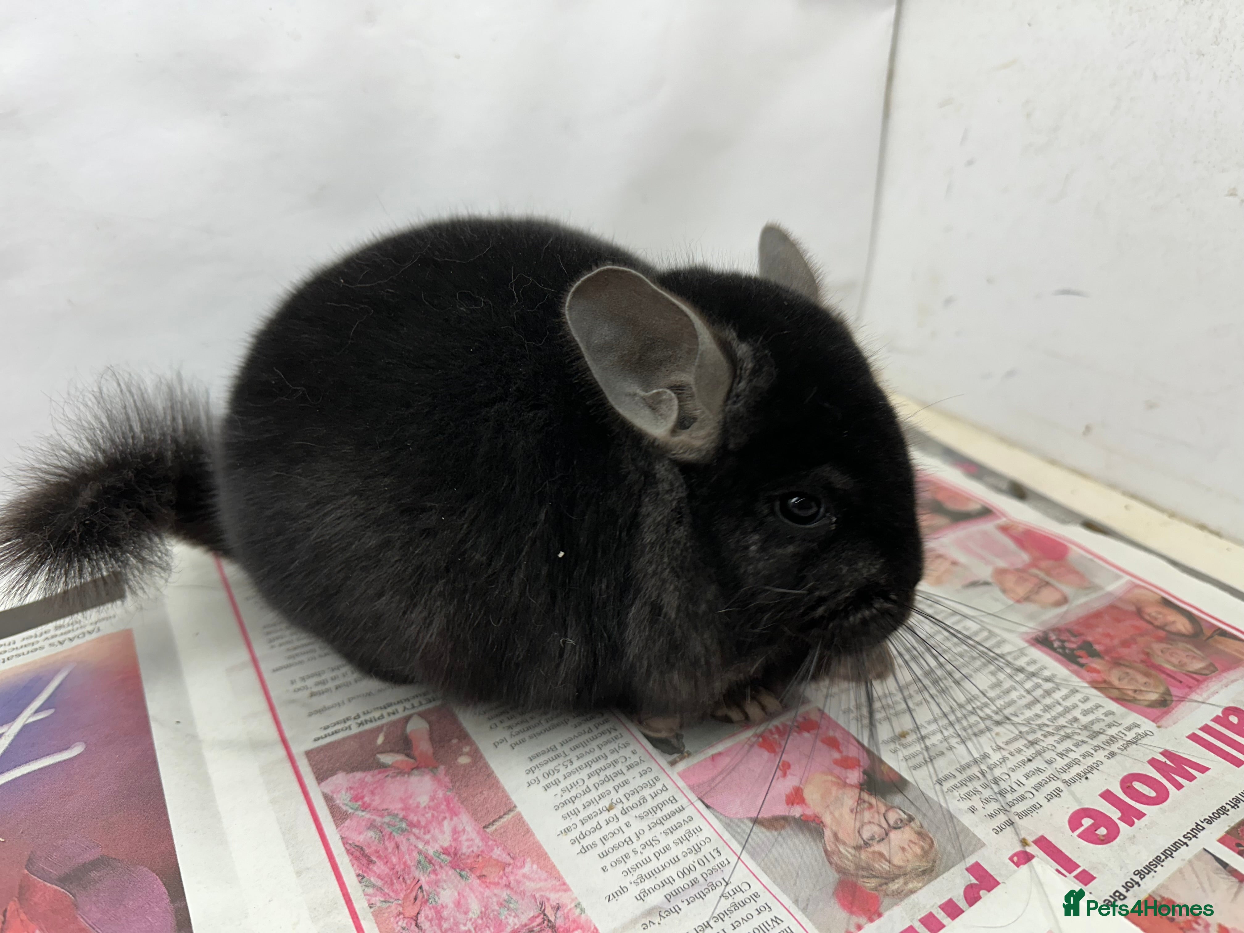 Chinchilla rodents Sooty, Fabulous Extra Dark Ebony boy.  Super tame - Advert 1