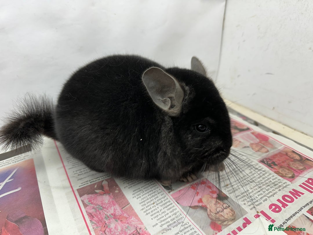 Chinchilla rodents for sale: Sooty, Fabulous Extra Dark Ebony boy.  Super tame - Advert 1