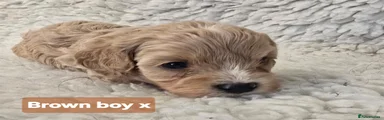 Mixed Breed 1