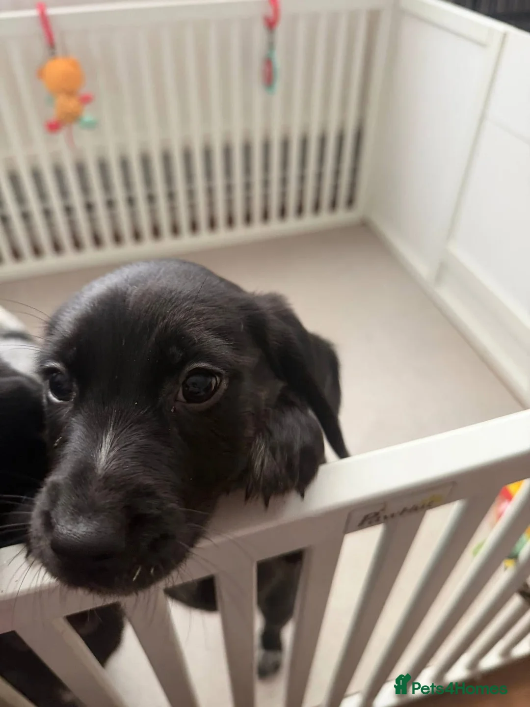 Bocker dogs for sale: Bocker puppies  - Advert 7