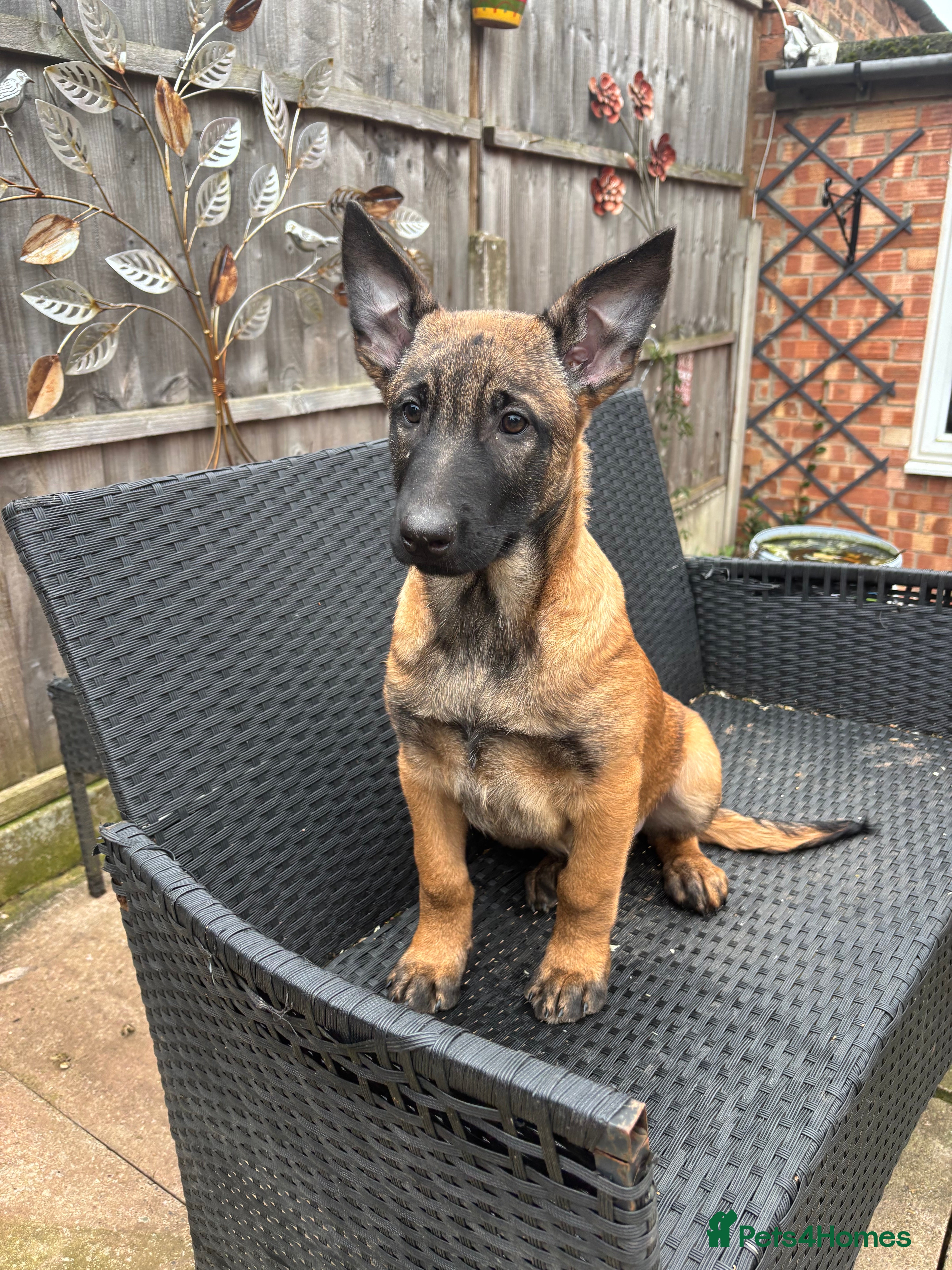 Belgian Shepherd Dog dogs 2 MALES LEFT!! 12 week old malinois puppies.   - Advert 10