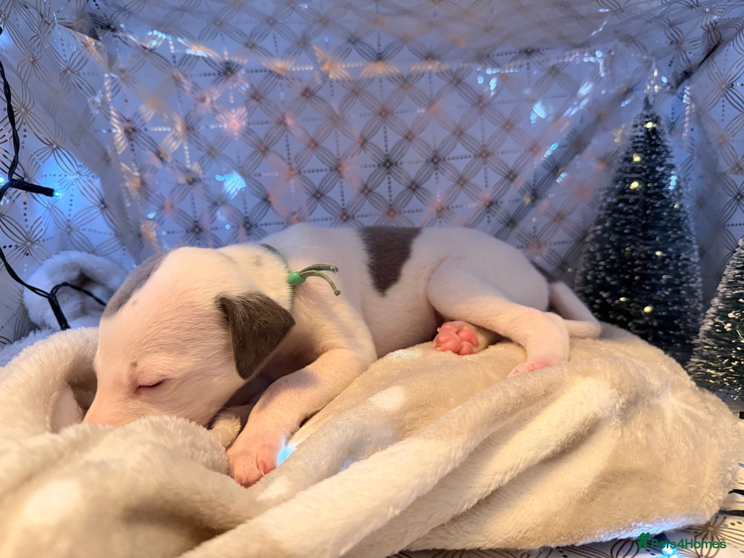 Whippet dogs for sale: Whippets  - Advert 26