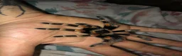 Tarantulas invertebrates for sale: Taratula bundle for Sale in Dudley - Advert 1