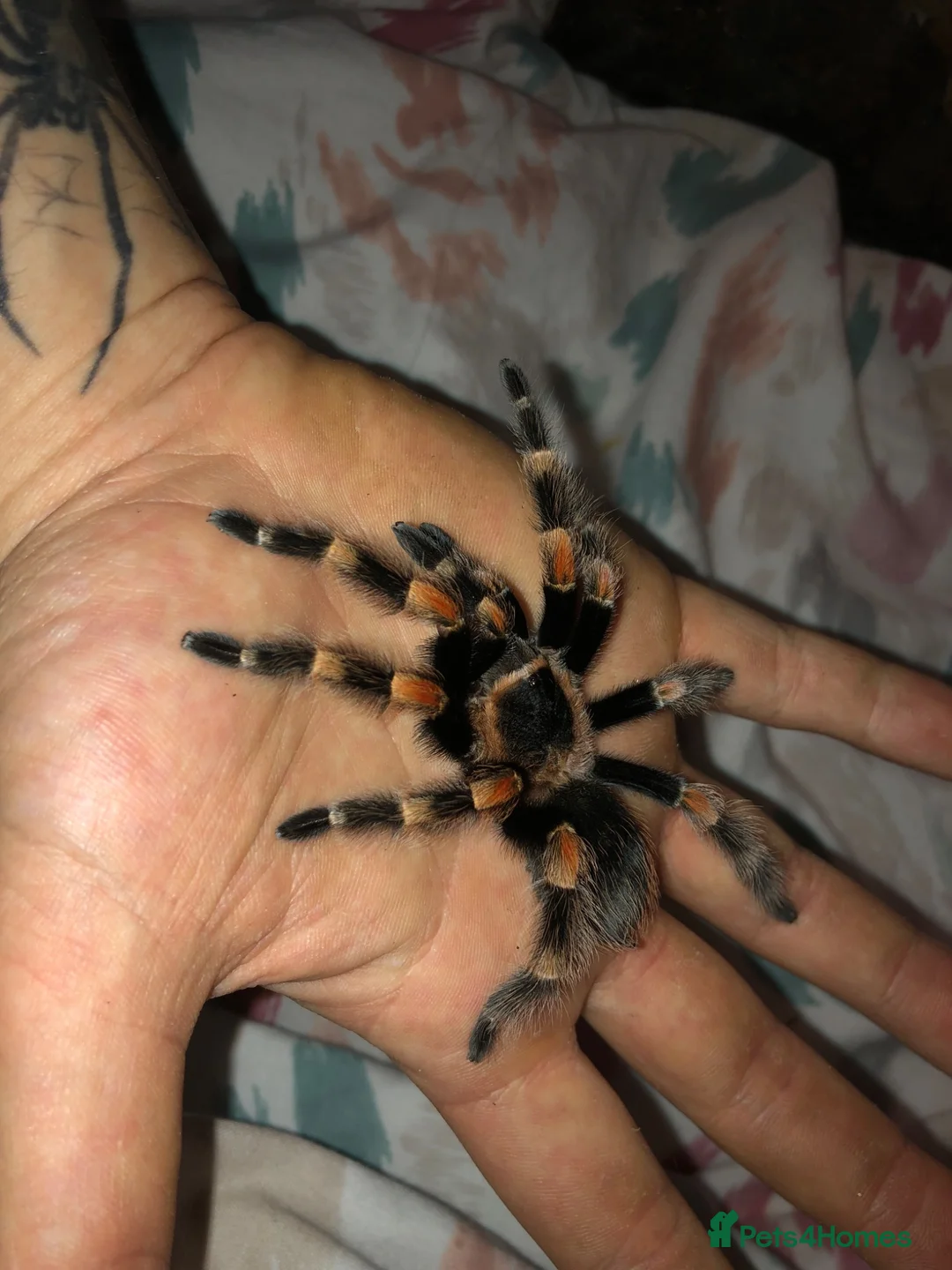 Tarantulas invertebrates for sale: Taratula bundle for Sale in Dudley - Advert 1