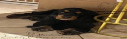 Cocker Spaniel dogs for sale: FULLY vaccinated, ready for walks  - Advert 11