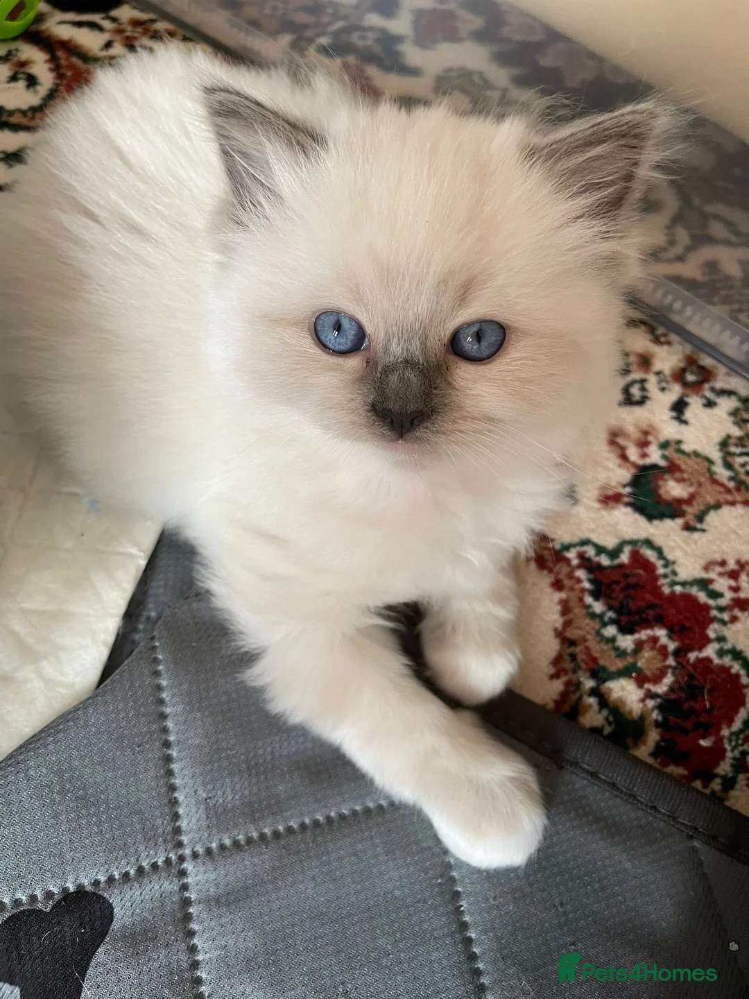 Ragdoll cats for sale: Stunning GCCF Registered Ragdoll kittens in Redruth - Advert 2