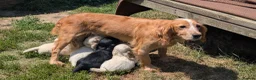 Cocker Spaniel dogs for sale: Ready now, Working Cocker Spaniel Dog Puppies  - Advert 7