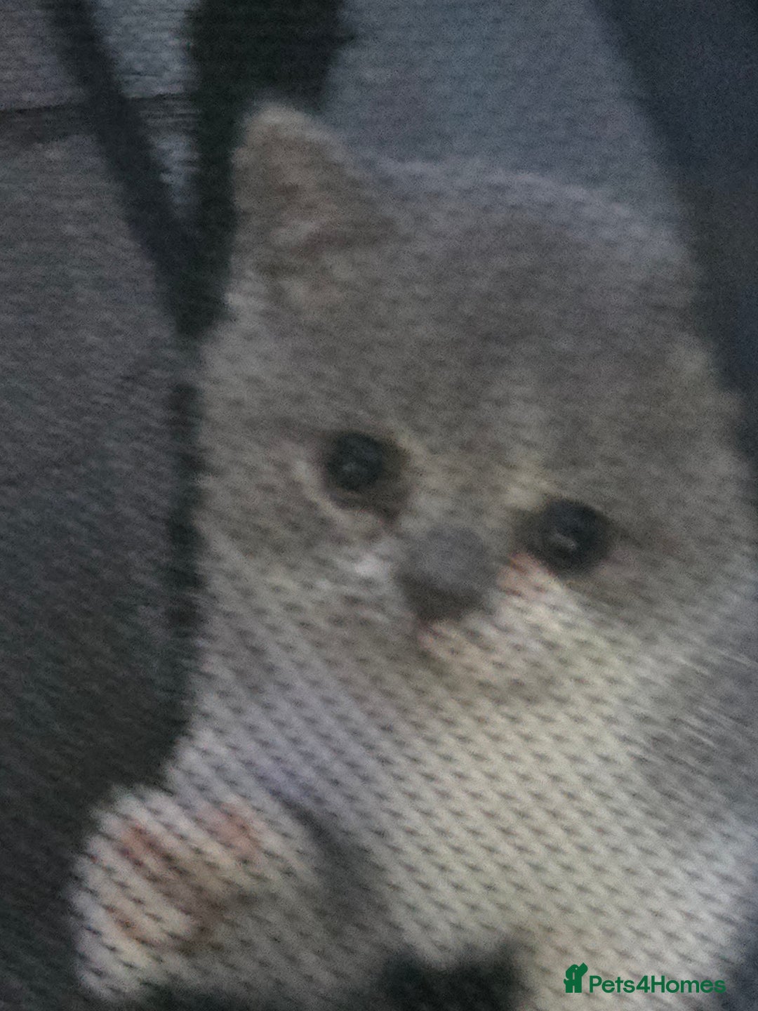 British Shorthair cats for sale: Full Britishshort hair kittens ready wendesday - Image 6