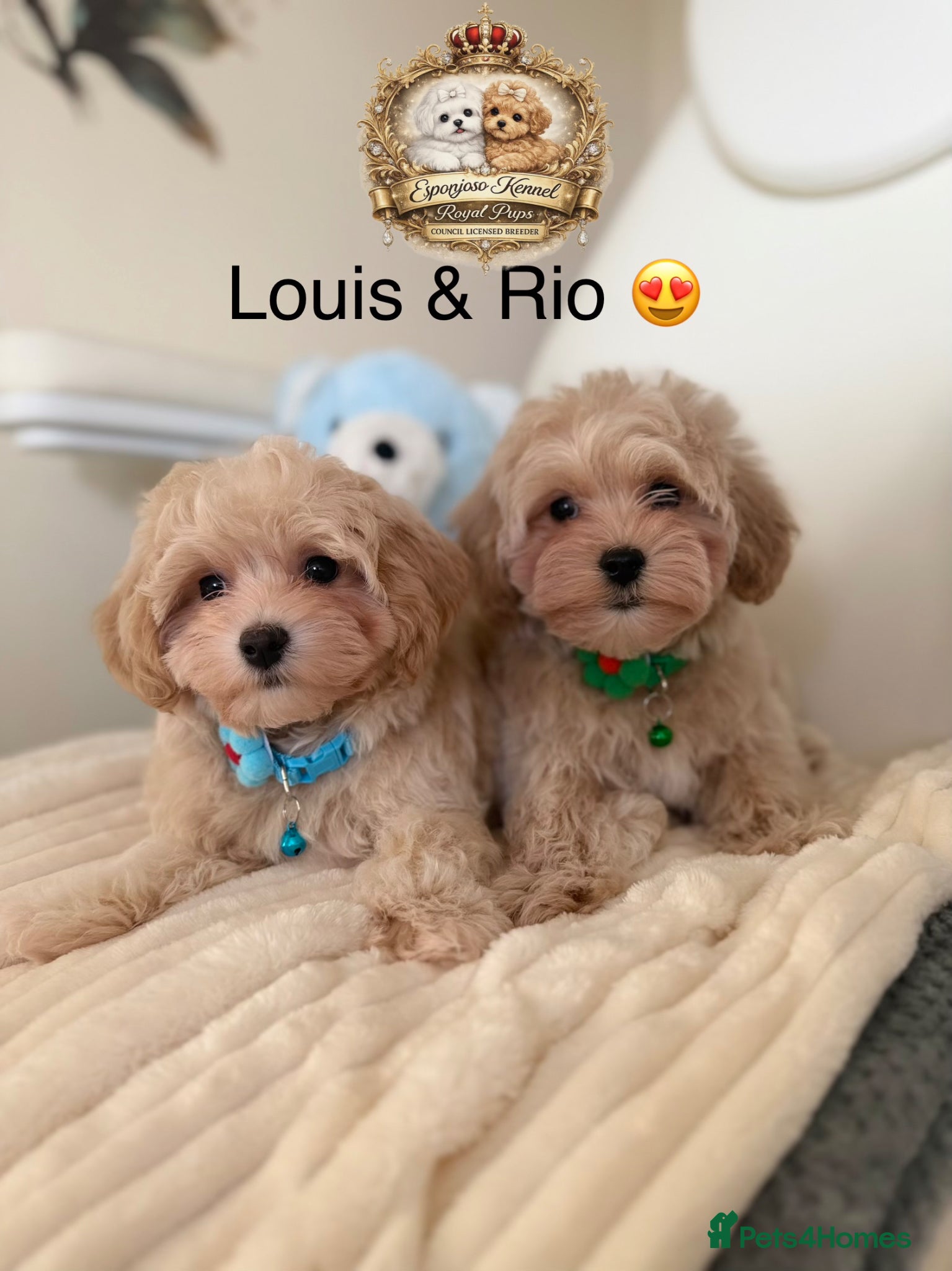 Maltipoo dogs  👑 Last 2 Asian Maltipoo Boys Ready Now 👑 - Advert 12