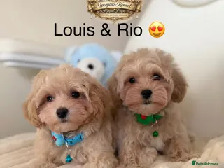 Maltipoo dogs 👑 Last 2 Asian Maltipoo Boys Ready Now 👑 - Advert 12
